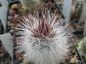 Preview: Echinocereus viridiflorus var. canus (Solitario)